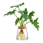 Wazon szklany do hydroponiki z korkiem, stożek lub walec, 9,5-12 cm - zdjęcie główne